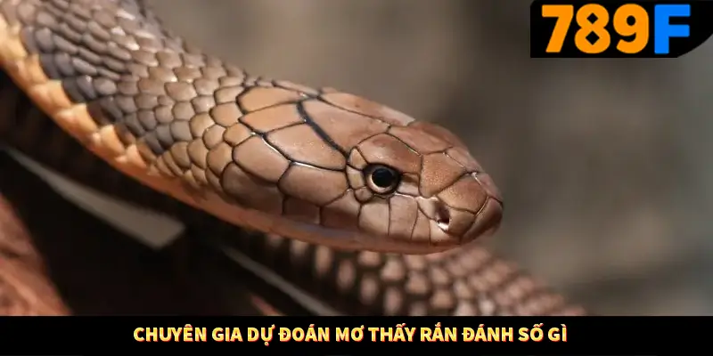 Mơ Thấy Bạn Bè Đánh Số Gì - Lý Giải Bí Ẩn Từ 789F 3 Chuyên gia dự đoán mơ thấy rắn đánh số gì