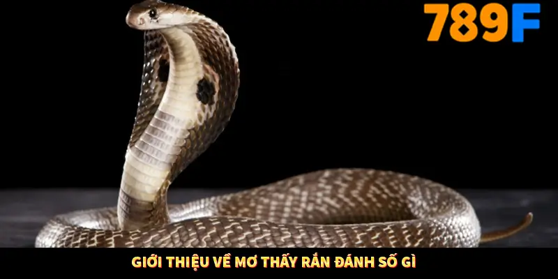 Mơ Thấy Bạn Bè Đánh Số Gì - Lý Giải Bí Ẩn Từ 789F 1 Giới thiệu về mơ thấy rắn đánh số gì