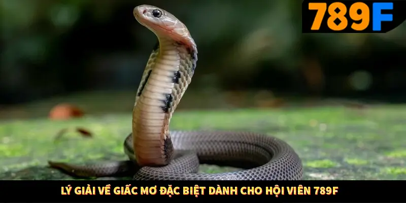 Mơ Thấy Bạn Bè Đánh Số Gì - Lý Giải Bí Ẩn Từ 789F 2 Lý giải về giấc mơ đặc biệt dành cho hội viên 789F