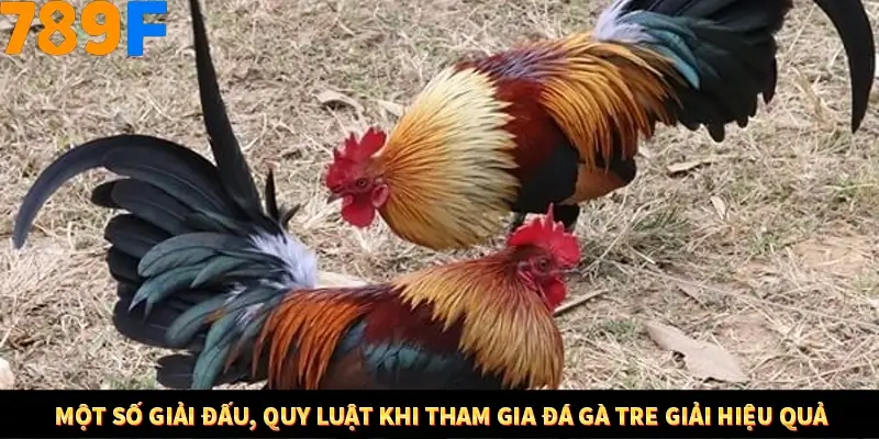 Một số giải đấu, quy luật khi tham gia đá gà tre giải hiệu quả