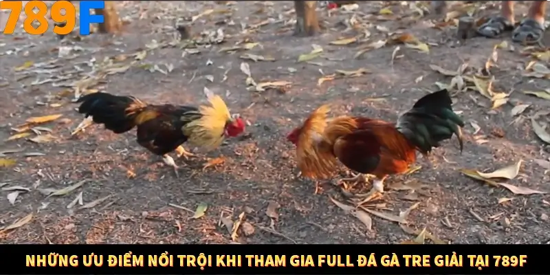 Những ưu điểm nổi trội khi tham gia full đá gà tre giải tại 789F