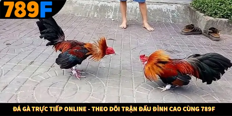 Đá Gà Trực Tiếp Online - Theo Dõi Trận Đấu Đỉnh Cao Cùng 789F
